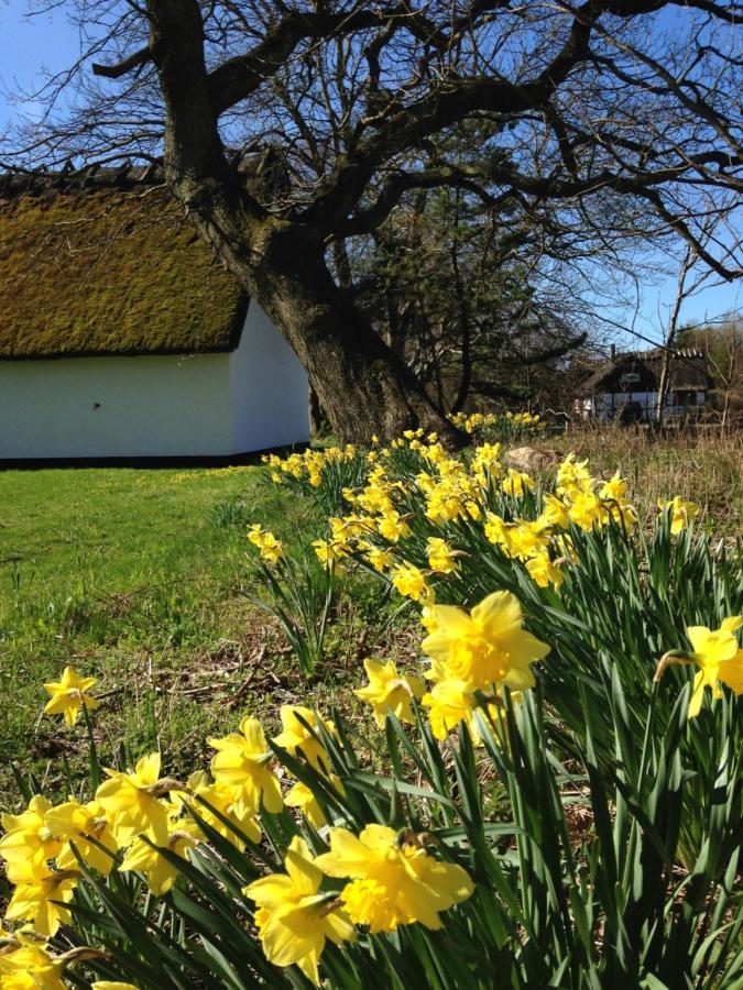 Apple Cottage Vejby Dış mekan fotoğraf
